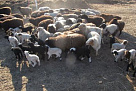 В Туве завершается массовый окот мелкого рогатого скота
